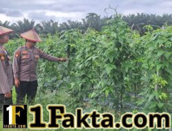 Program Ketahanan Pangan di Batang Kulim Berjalan Baik, Tanaman Kacang Panjang Sehat