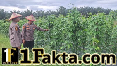 Program Ketahanan Pangan di Batang Kulim Berjalan Baik, Tanaman Kacang Panjang Sehat