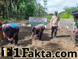 Kapolsek Pangkalan Lesung Pimpin Penanaman Jagung Hibrida di Pelalawan