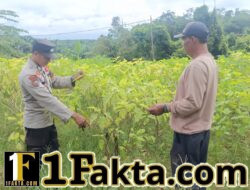 Polsek Bunut Cek Lahan Ketahanan Pangan di Desa Petani, Dukung Optimalisasi Pertanian Warga