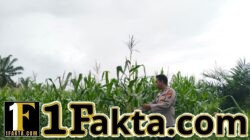 Progres Pertumbuhan Jagung Pipil 2 Hektare, Dukung Program Ketahanan Pangan di Pangkalan Kuras