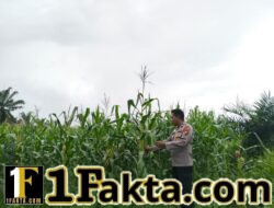 Progres Pertumbuhan Jagung Pipil 2 Hektare, Dukung Program Ketahanan Pangan di Pangkalan Kuras