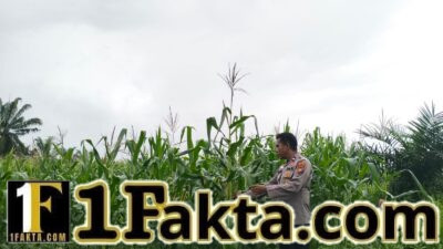 Progres Pertumbuhan Jagung Pipil 2 Hektare, Dukung Program Ketahanan Pangan di Pangkalan Kuras
