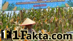 Ikuti Zoom Bersama Presiden RI, Polres Pidie Jaya Gelar Panen Raya Jagung dan Dukung Ketahanan Pangan NasionalPerbesar