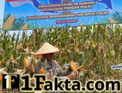 Ikuti Zoom Bersama Presiden RI, Polres Pidie Jaya Gelar Panen Raya Jagung dan Dukung Ketahanan Pangan NasionalPerbesar