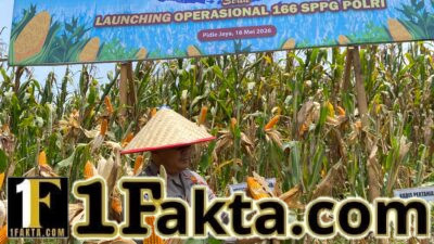 Ikuti Zoom Bersama Presiden RI, Polres Pidie Jaya Gelar Panen Raya Jagung dan Dukung Ketahanan Pangan NasionalPerbesar