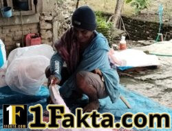 Pasokan Pupuk Subsidi di Lilirilau Disorot, Luas Lahan Ribuan Hektare Dinilai Tak Seimbang dengan Distribusi