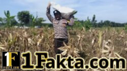 Panen Jagung Pipil Kuartal II Polsek Siak Hulu Bersama Ponpes MIR Hasilkan 1.3 Ton