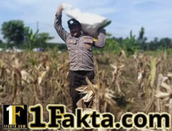 Panen Jagung Pipil Kuartal II Polsek Siak Hulu Bersama Ponpes MIR Hasilkan 1.3 Ton