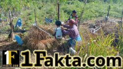 Babinsa di Aceh Tengah Beri Motivasi Petani Tomat untuk Tingkatkan Hasil Panen
