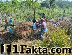 Babinsa di Aceh Tengah Beri Motivasi Petani Tomat untuk Tingkatkan Hasil Panen