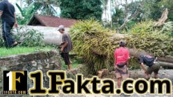 Pohon Pule Mengancam Warga, Babinsa Bersama PLN dan Masyarakat Bergerak Cepat