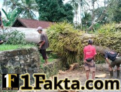 Pohon Pule Mengancam Warga, Babinsa Bersama PLN dan Masyarakat Bergerak Cepat