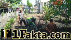 Wujud Dukungan Ketahanan Pangan, Babinsa Ketol Turun Langsung Dampingi Penanaman Kacang Merah