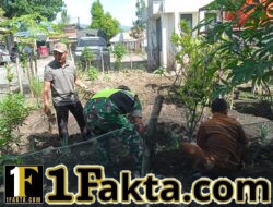 Wujud Dukungan Ketahanan Pangan, Babinsa Ketol Turun Langsung Dampingi Penanaman Kacang Merah