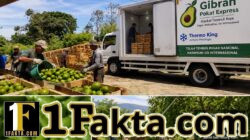 Dari Siborongborong, Alpukat Tapanuli tembus pasar Nasional Harapkan Go Internasional