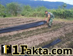 Dukung Ketahanan Pangan, Babinsa Bantu Warga Pasang Mulsa Tanaman Cabai di Ketol