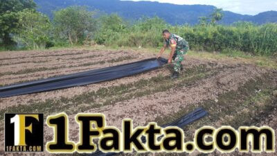 Dukung Ketahanan Pangan, Babinsa Bantu Warga Pasang Mulsa Tanaman Cabai di Ketol
