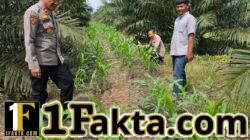 Tak kenal Lelah Kapolsek Tapung Kompol Y, E Bambang Dewanto dan Personelnya Pastikan Pertumbuhan Jagung Pipil di Wilayah Hukumnya