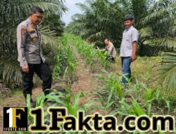 Tak kenal Lelah Kapolsek Tapung Kompol Y, E Bambang Dewanto dan Personelnya Pastikan Pertumbuhan Jagung Pipil di Wilayah Hukumnya