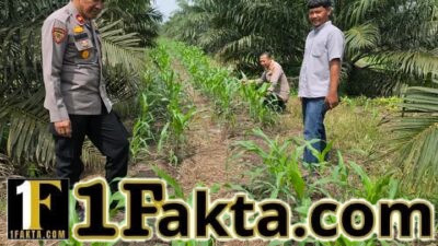 Tak kenal Lelah Kapolsek Tapung Kompol Y, E Bambang Dewanto dan Personelnya Pastikan Pertumbuhan Jagung Pipil di Wilayah Hukumnya