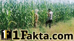 Aktif Perawatan Pertumbuhan Jagung Wujud Nyata Swasembada Pangan Polsek Bangkinang Barat Terus Dampingi Petani