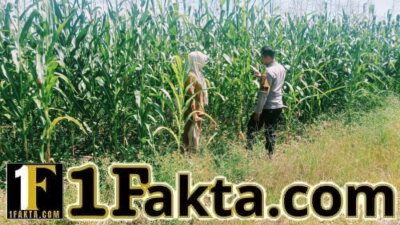 Aktif Perawatan Pertumbuhan Jagung Wujud Nyata Swasembada Pangan Polsek Bangkinang Barat Terus Dampingi Petani
