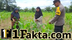 Polsek Bangkinang Barat Bersama Kelompok Wanita Tani Cek Perkembangan dan Juga Bersihkan Lahan Jagung Ketahanan Pangan di Desa Pulau Jambu