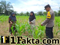 Polsek Bangkinang Barat Bersama Kelompok Wanita Tani Cek Perkembangan dan Juga Bersihkan Lahan Jagung Ketahanan Pangan di Desa Pulau Jambu