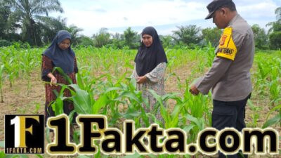 Polsek Bangkinang Barat Bersama Kelompok Wanita Tani Cek Perkembangan dan Juga Bersihkan Lahan Jagung Ketahanan Pangan di Desa Pulau Jambu