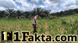 Jagung 1 Hektar di Siabu Tumbuh Subur, Polsek Bangkinang Barat Pastikan Pendampingan Ketat