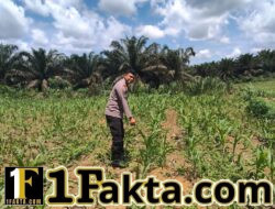 Jagung 1 Hektar di Siabu Tumbuh Subur, Polsek Bangkinang Barat Pastikan Pendampingan Ketat