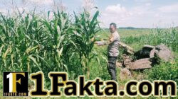 Swasembada Pangan Personil Polsek Bangkinang Barat Terus Pantau Perkembangan Tanaman Jagung Pipil I