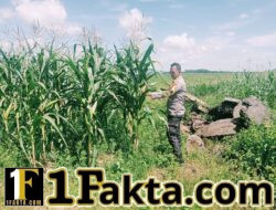 Swasembada Pangan Personil Polsek Bangkinang Barat Terus Pantau Perkembangan Tanaman Jagung Pipil I