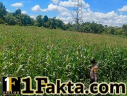 Kapolsek Bangkinang Barat Cek dan Pantau Perkembangan Jagung Pipil Kuartal I di Salo Timur Umur 93 Hari