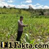 Monitor Pengecekan Tanaman Jagung Pipil Terus Dilakukan oleh Personel Polsek Bangkinang Barat di Desa Siabu