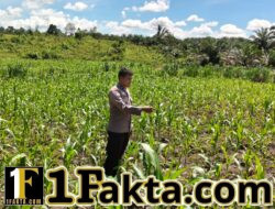 Monitor Pengecekan Tanaman Jagung Pipil Terus Dilakukan oleh Personel Polsek Bangkinang Barat di Desa Siabu