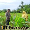 Lahan Kelompok Wanita Tani Desa Pulau Jambu Terus Monitor oleh Bhabinkamtibmas Polsek Bangkinang Barat untuk Pastikan Tanaman Jagung Pipil Bagus