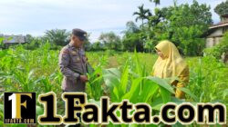 Lahan Kelompok Wanita Tani Desa Pulau Jambu Terus Monitor oleh Bhabinkamtibmas Polsek Bangkinang Barat untuk Pastikan Tanaman Jagung Pipil Bagus