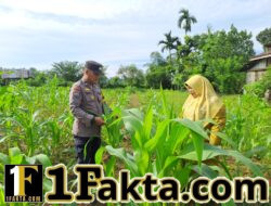Lahan Kelompok Wanita Tani Desa Pulau Jambu Terus Monitor oleh Bhabinkamtibmas Polsek Bangkinang Barat untuk Pastikan Tanaman Jagung Pipil Bagus