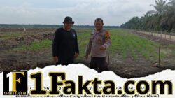 Bhabinkamtibmas Desa Pangkalan Baru Pantau Pertumbuhan Jagung Pipil di Lahan KOPPSA-M, Dukung Ketahanan Pangan Nasional