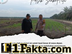Bhabinkamtibmas Desa Pangkalan Baru Pantau Pertumbuhan Jagung Pipil di Lahan KOPPSA-M, Dukung Ketahanan Pangan Nasional