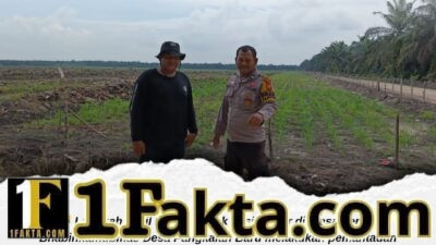 Bhabinkamtibmas Desa Pangkalan Baru Pantau Pertumbuhan Jagung Pipil di Lahan KOPPSA-M, Dukung Ketahanan Pangan Nasional