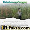 Bhabinkamtibmas Desa Pandau Jaya Pantau Pertumbuhan Jagung Pipil, Wujud Dukungan Nyata Ketahanan Pangan Nasional