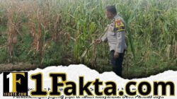 Bhabinkamtibmas Desa Pandau Jaya Pantau Pertumbuhan Jagung Pipil, Wujud Dukungan Nyata Ketahanan Pangan Nasional