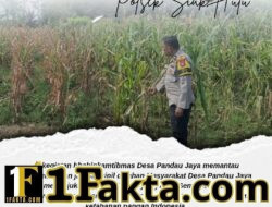Bhabinkamtibmas Desa Pandau Jaya Pantau Pertumbuhan Jagung Pipil, Wujud Dukungan Nyata Ketahanan Pangan Nasional