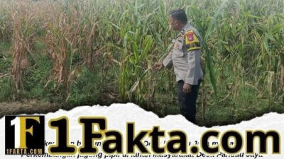Bhabinkamtibmas Desa Pandau Jaya Pantau Pertumbuhan Jagung Pipil, Wujud Dukungan Nyata Ketahanan Pangan Nasional