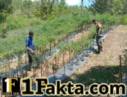 Babinsa Koramil 05/Linge Dampingi Petani Cabai di Kemerleng Dukung Ketahanan Pangan