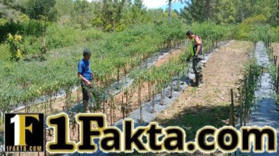 Babinsa Koramil 05/Linge Dampingi Petani Cabai di Kemerleng Dukung Ketahanan Pangan