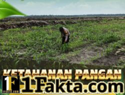 Bhabinkamtibmas Desa Pangkalan Baru Pantau Pertumbuhan Jagung Pipil, Dukung Ketahanan Pangan Nasional